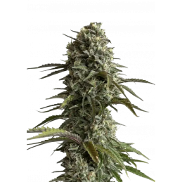 Skunk Auto Fast Buds Original – detail květu