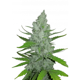 Sour Diesel Auto Fast Buds Original – detail květu