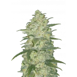 White Widow Auto Fast Buds Original – detail rostliny