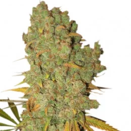 Special Kush 1 - Royal Queen Seeds - feminizovaná semena marihuany