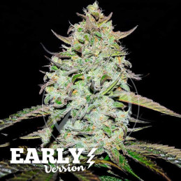 Lemon Gazzy Early Version Delicious Seeds – detail květu