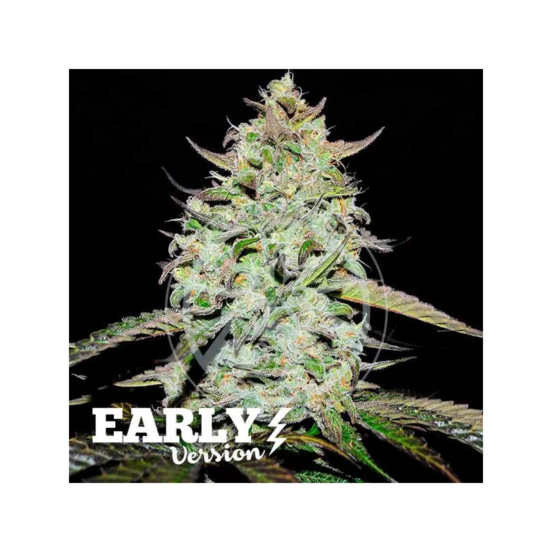 Lemon Gazzy Early Version Delicious Seeds – detail květu