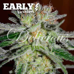 Northern Light Blue Early Version – Delicious Seeds – detail květu