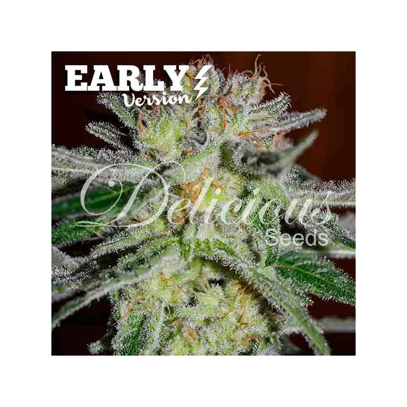 Northern Light Blue Early Version – Delicious Seeds – detail květu