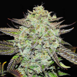 Purple Mango Kush Delicious Seeds – detail květu