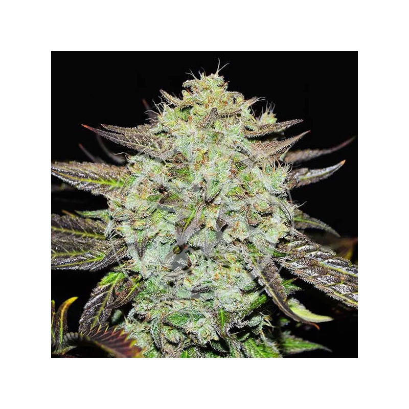 Purple Mango Kush Delicious Seeds – detail květu