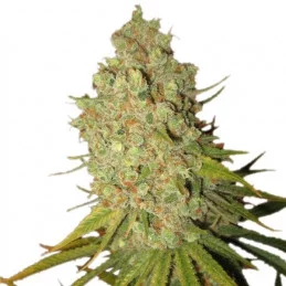 Special Kush 1 - Royal Queen Seeds - feminizovaná semena marihuany