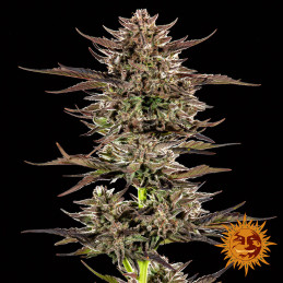 Frosted Zinn x 3 Bears OG Auto Barney’s Farm – detail palice
