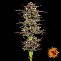 Frosted Zinn x 3 Bears OG Auto Barney’s Farm – detail květu