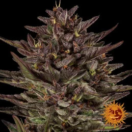 Frosted Zinn x Cookie Dog Auto Barney’s Farm – detail květu