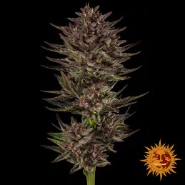 Frosted Zinn x Cookie Dog Auto Barney’s Farm – celá rostlina