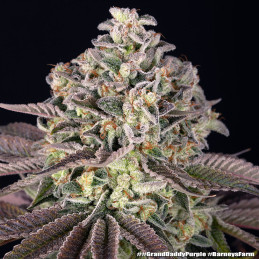 Granddaddy Purple Barney’s Farm – detail květu