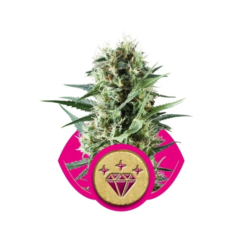 Special Kush 1 - Royal Queen Seeds - feminizovaná semena marihuany