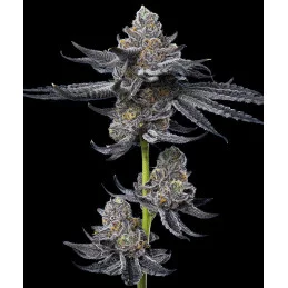 LFG Barney’s Farm – celá rostlina