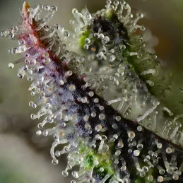 Skunk #1 Barney’s Farm – detail trichomů