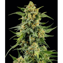 Skunk #1 Barney’s Farm – celá rostlina