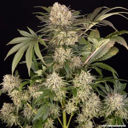 AK Barney’s Farm – celá rostlina