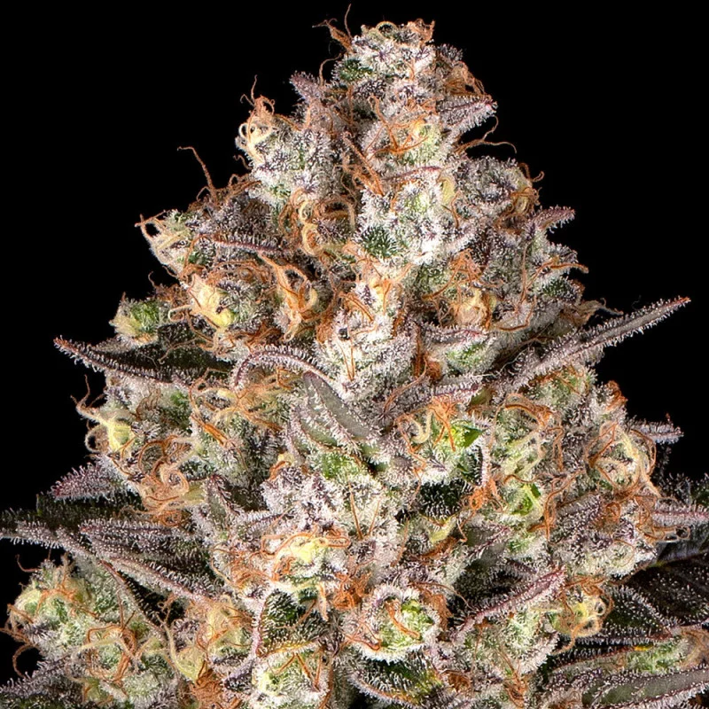 Hindu Kush – Barney’s Farm – detail květu