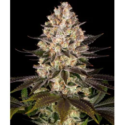 Hindu Kush Barney’s Farm – celá rostlina