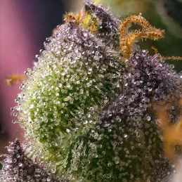 Hindu Kush Barney’s Farm – detail trichomů