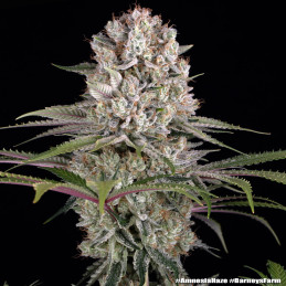 Amnesia Haze – Barney’s Farm – detail květu