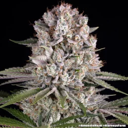 Amnesia Haze Barney’s Farm – květ