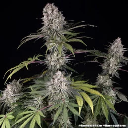Amnesia Haze Barney’s Farm – celá rostlina