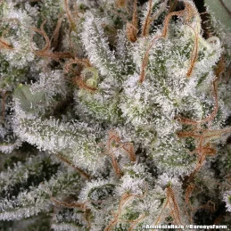 Amnesia Haze Barney’s Farm – detail trichomů