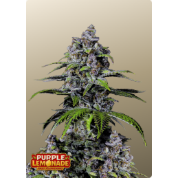Purple Lemonade FF Fast Buds – detail květu