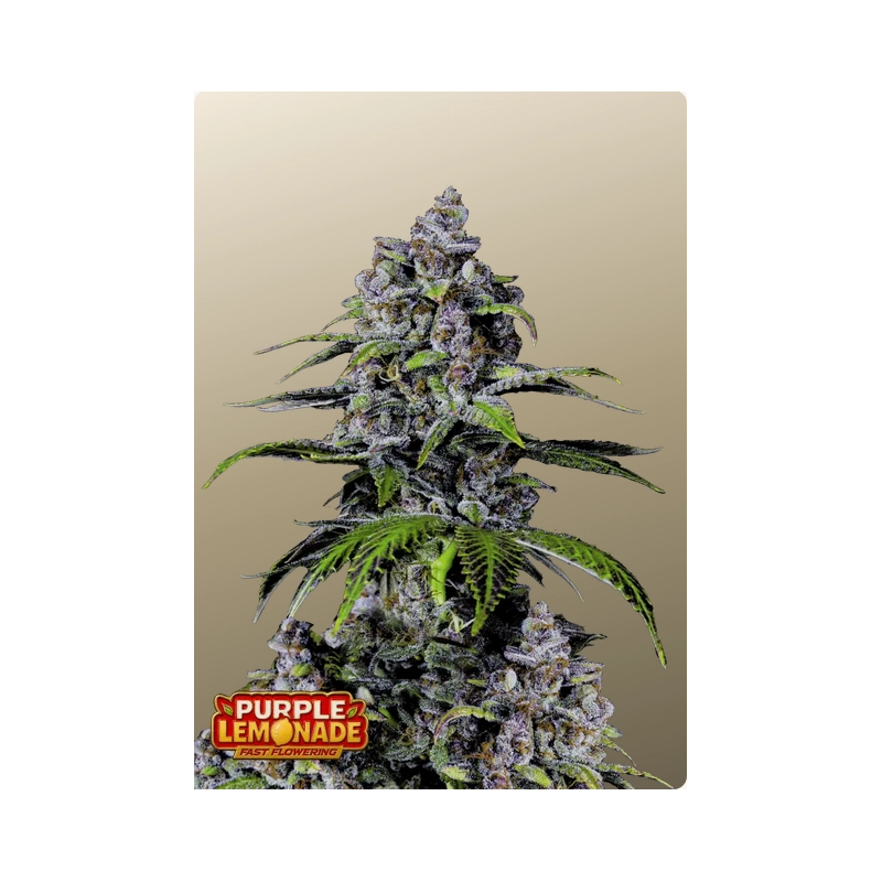 Purple Lemonade FF Fast Buds – detail květu