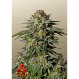 GG4 Sherbet FF Fast Buds – detail květu