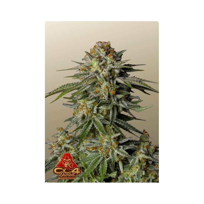 GG4 Sherbet FF Fast Buds – detail květu