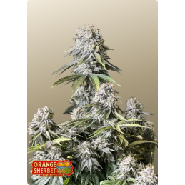 Orange Sherbet FF Fast Buds – detail květu