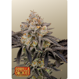 Gorilla Cookies FF Fast Buds – detail květu