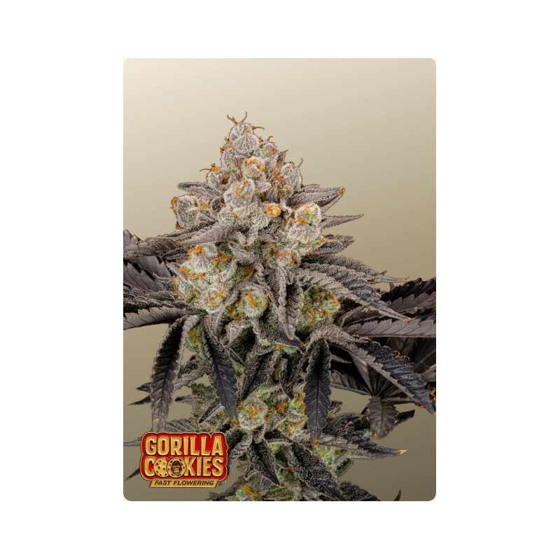 Gorilla Cookies FF Fast Buds – detail květu