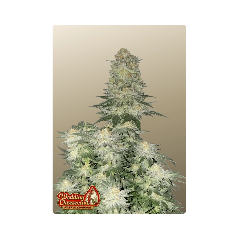 Wedding Cheesecake FF Fast Buds – detail květu