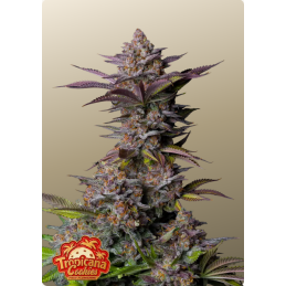 Tropicana Cookies FF Fast Buds – detail květu