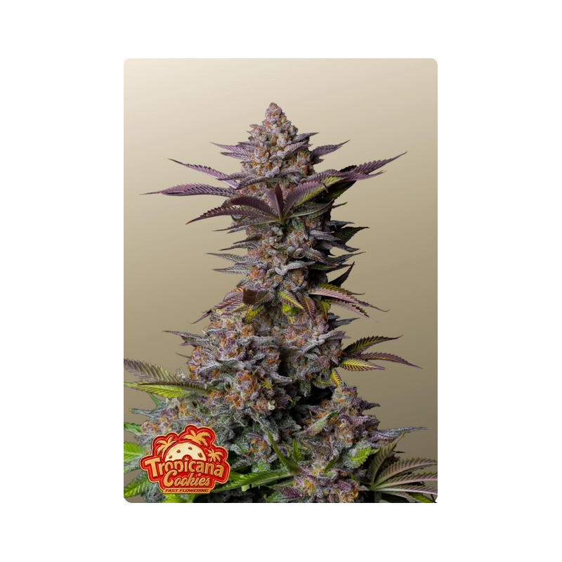 Tropicana Cookies FF Fast Buds – detail květu