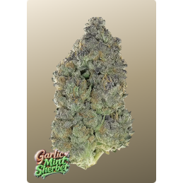 Garlic Mint Sherbet Fast Buds – detail květu