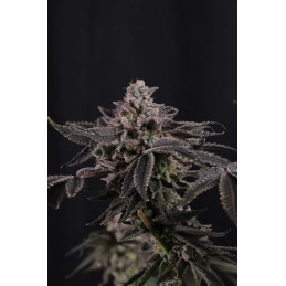 Z42 – Fast Buds – detail květu