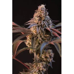 Lemon Cherry Runtz Fast Buds – detail květu