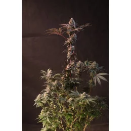 Lemon Cherry Runtz – Fast Buds – rostlina