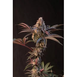 Lemon Cherry Runtz – Fast Buds – květ