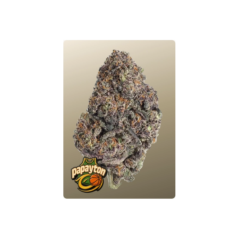 Papayton Fast Buds – detail květu