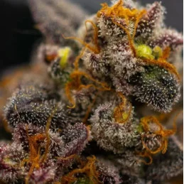 Papayton Fast Buds – detail palice