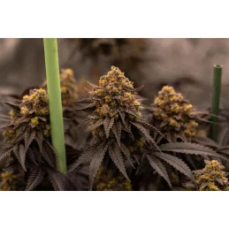 Papayton Fast Buds – květ