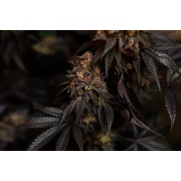 Papayton Fast Buds – rostlina