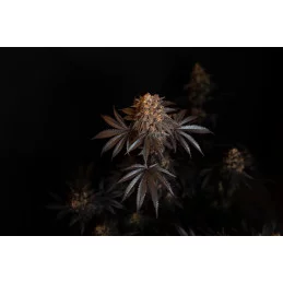 Papayton Fast Buds – rostlina