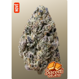 Biscotti Gelato – Fast Buds – hlavní obrázek