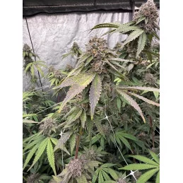 Biscotti Gelato Fast Buds – rostlina s hlavní palicí